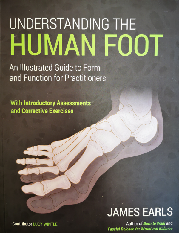 Understanding the human foot
